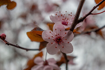 beautiful spring flowers in the garden, cherry blossom
