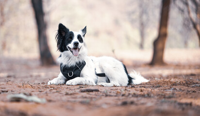 White and Black Border Collie Dog - Loyal and Energetic Canine Companion