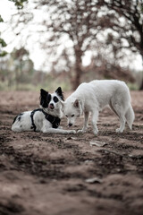 Naklejka na ściany i meble Border Collie and White Swiss Shepherd Dog Enjoying Outdoor Playtime
