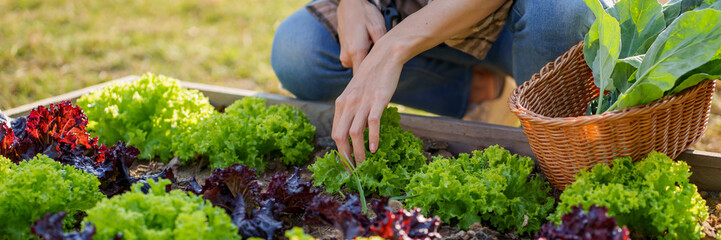 Farmer harvesting fresh green vegetables, agriculture concept..