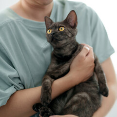 Doctor veterinarian is holding cute cat  at vet clinic.  Pet check up and vaccination. Health care.