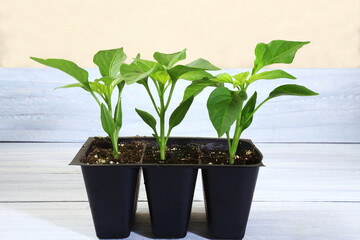 chili pepper plant propagating from seeds in pot in potting soil for cultivation in garden