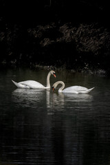 Dwa Łabędzie  białe  © Rafal Kopec Photo 