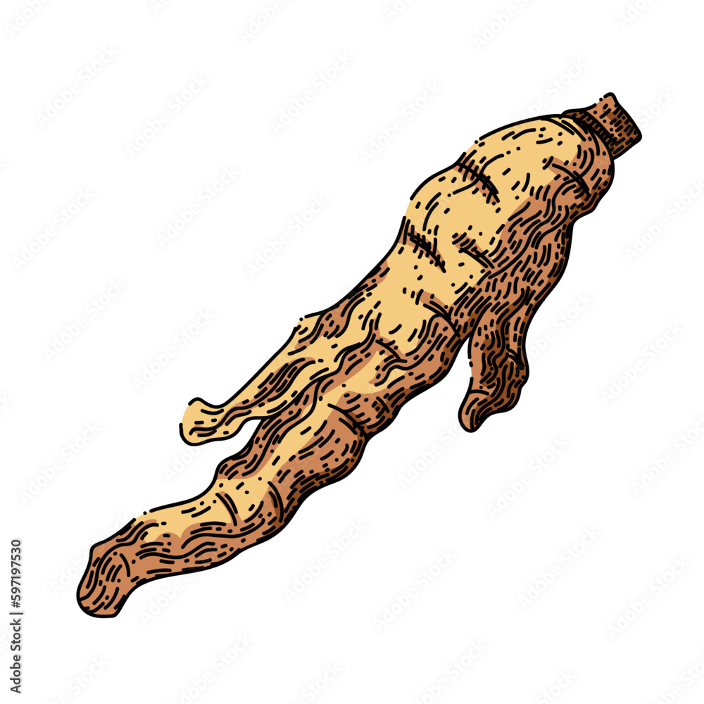 Poster ginseng root dry sketch hand drawn vector