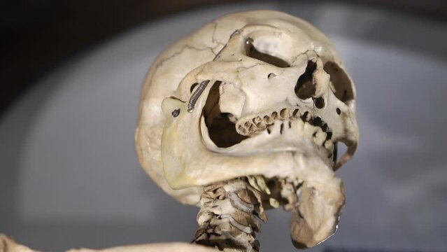 Close-up of a human skeleton. Camera movement from top to bottom.