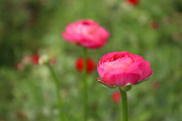 Close up shot of a beautiful blossoming pink ranunculus bud in the field. Persian buttercup flower farm at springtime blooming season. Copy space for text, colorful background.