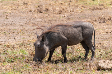 Warthog grazes for food in Amboseli National Park Kenya Africa