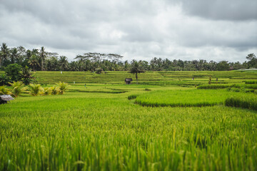 Fototapeta premium indo