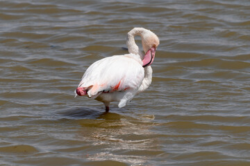 Flamingo ruffles its feathers while wading in water - Amboseli National Park Kenya Africa