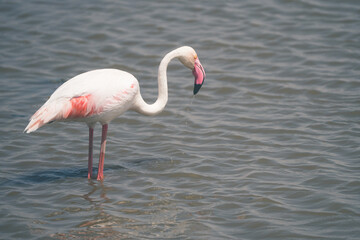 Fototapeta na wymiar Flamingo gets a drink while wading in water - Amboseli National Park Kenya Africa