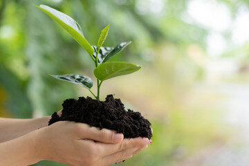 woman holding young tree ready to grow in fertile soil, prepare for plant and reduce global warming, Save world environment , save life, Plant a tree world environment day, sustainable , volunteer.