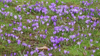 Wildkrokusse in Bad Teinach - Zavelstein