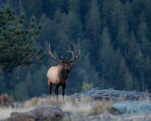 Bull Elk in rut