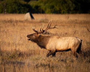Bull Elk in rut