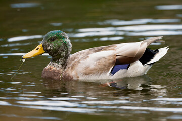 Young mallard duck coming into his colors