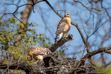 Red-shoulder hawk on a branch
