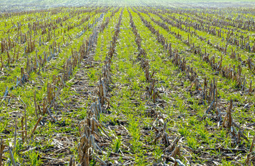 Wide view of a rye cover crop planted between corn stalks.
