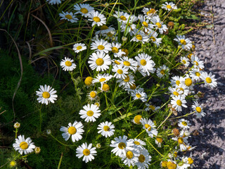 white chamomile flowers. Beautiful wildflowers with white petals, nature. Chamomile or camomile is the common name for several daisy-like plants of the family Asteraceae. White daisy flowers