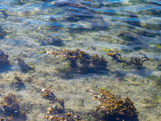 Fototapeta na wymiar Seaweed in clear water. High Angle View Of Algae In body of water