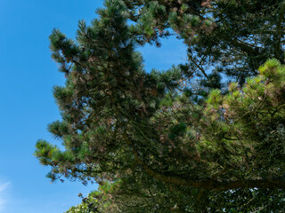 A branch of a tree with cones on a blue sky background. Cones hang on a pine branch. Green tree under blue sky