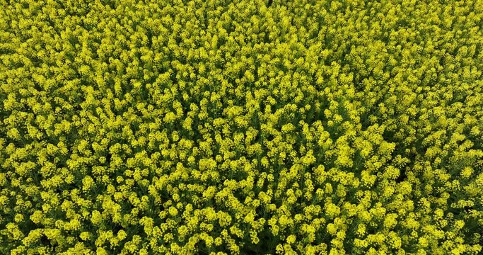 Aerial footage of yellow cole flowers flowering at countryside, Yunnan province,China