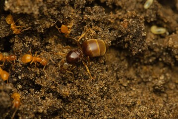 Königin der gelben Wiesenameise Lasius flavus mit ihren Arbeiterinnen