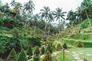 Fototapeta premium arrozales