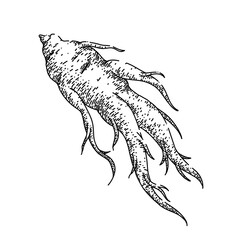 ginseng root medicine sketch hand drawn vector