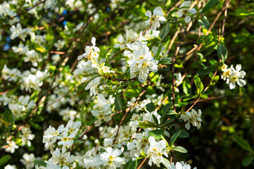 Spring flowering jasmine bush as a natural background