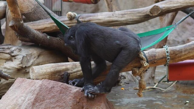 black monkey climbs vines and trees and eats from the floor in zoo