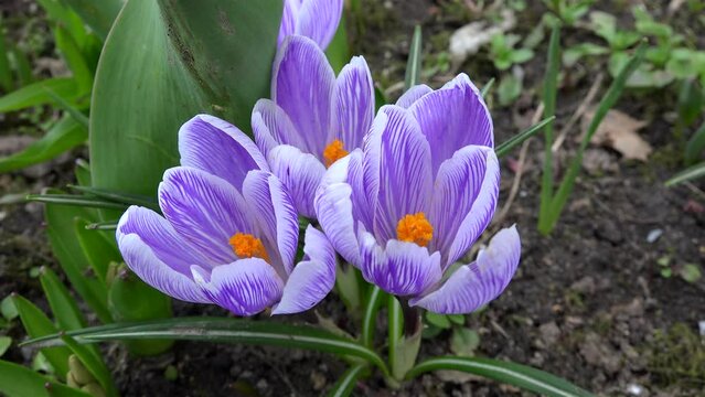Crocus vernus (Pickwick or Dutch Crocus) in spring.