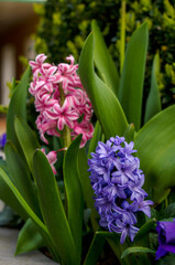 colorful hyacinths, pink and blue blooming inflorescence in natural habitat, delicate flowers between green leaves, ornamental spring plant