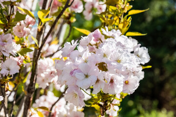 Prunus serrulata or Japanese cherry blossom tree, close-up white pink flowers and blue sky