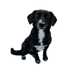 Smiling black dog with white chest,brown eyes. Cute dog portrait isolated on white background