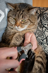 A man trims the claws of a young grey cat with a claw clamp. The cat is not happy and resists.