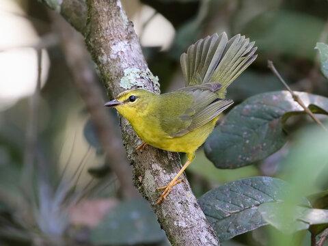 Flavescent Warbler - Myiothlypis flaveola– canario-do-mato
