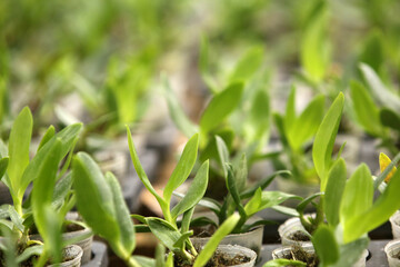 seed plant growing in the garden