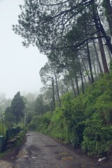 Fototapeta na wymiar Misty morning in hill station shimla 