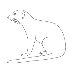 Obraz premium Sketch of Mongoose. Hand drawn vector illustration.