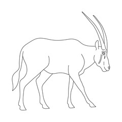 Oryx in line art drawing style. Vector illustration.
