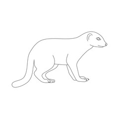 Mongoose in line art drawing style. Vector illustration.