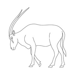 Sketch of Oryx. Hand drawn vector illustration.