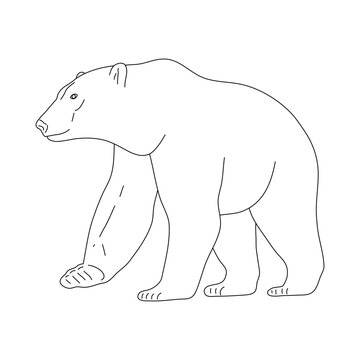 Sketch of Polar bear. Hand drawn vector illustration.