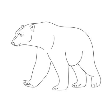 Doodle of Polar bear. Hand drawn vector illustration.