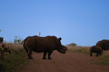 Fototapeta premium Dehorned Rhinoceros in Rietvlei Nature Reserve