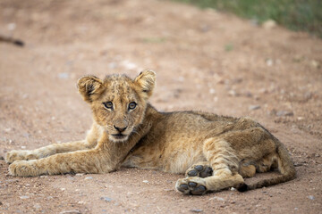 Lion cub in Kruger National Park