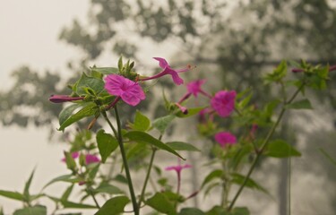 flowers in the garden