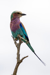 Lilac breasted roller on a branch in Kruger National Park