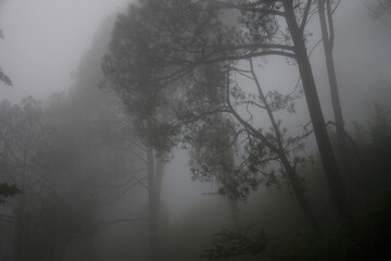 Misty morning in hill station of shimla, india 