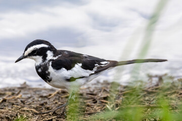 Obraz premium African Pied Wagtail (Bontkwikkie) in the Kruger National Park